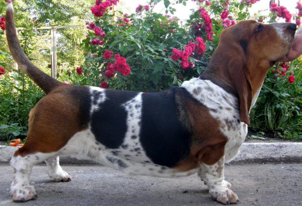 A-Livka Moy Laskoviy i nezhniy zver' | Basset Hound 