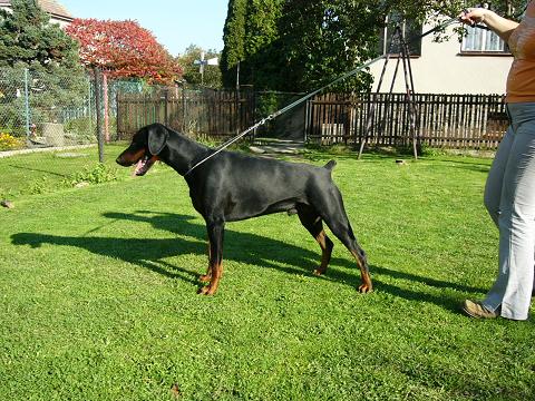 Dixon Gumby | Black Doberman Pinscher