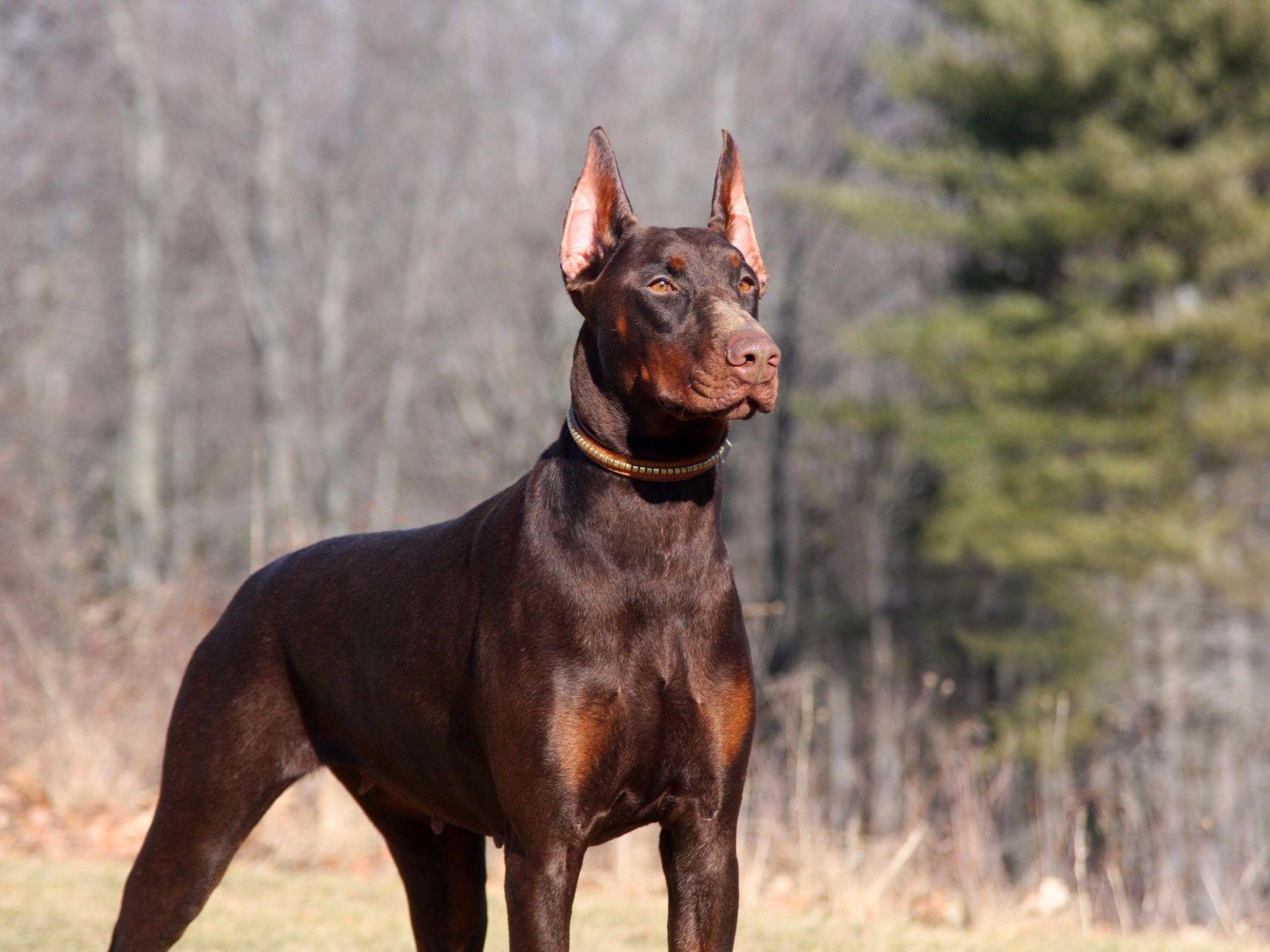 Doberman Pinscher