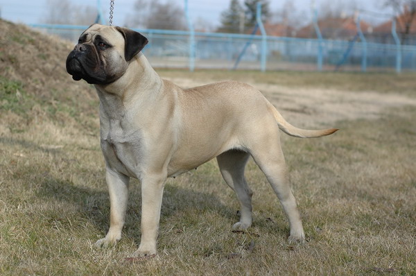 VALHALLA HUNTER GUDRUN | Bullmastiff 