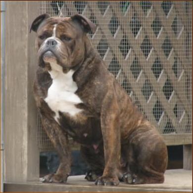 All-Out's Babydawg | Olde English Bulldogge 