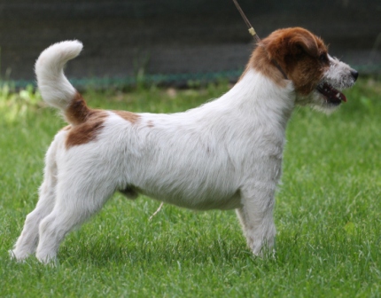 Pretorium Querido Amigo | Jack Russell Terrier 