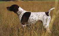 Diamant Vom Hege-Haus | German Shorthaired Pointer 