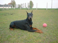 Vlado v.d. Donken | Black Doberman Pinscher