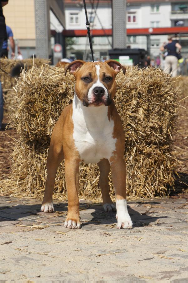 The Kids Best Frend's Fruit Shake | American Staffordshire Terrier 