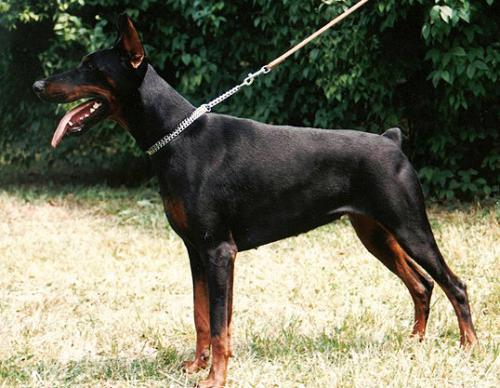 Flora del Rio Bianco | Black Doberman Pinscher