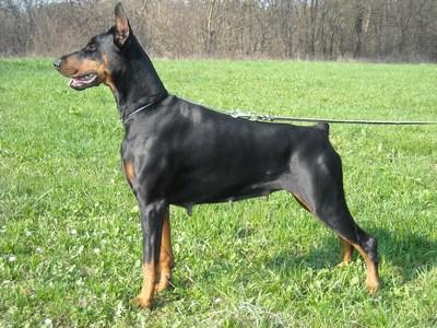 Gina Esporai | Black Doberman Pinscher