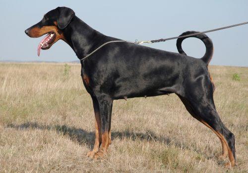 Ramonburg's Elektra | Black Doberman Pinscher