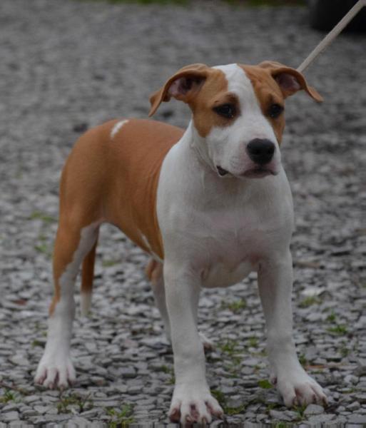 SEVERNAYA ZHEMCHUZHINA GARMONIA | American Staffordshire Terrier 