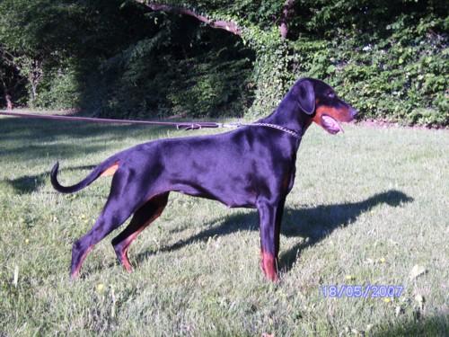 Baya v. Affraninga | Black Doberman Pinscher