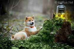 VIOLETAURA GORGEOUS LADY GO FAITER | Shiba Inu 