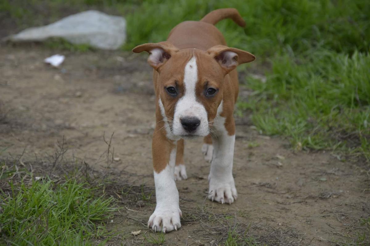 The majestic Pendragon d'Asslan'Staff | American Staffordshire Terrier 