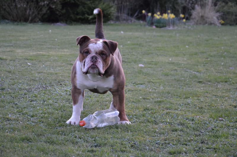 Unitedbulls Mack | Olde English Bulldogge 