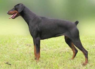 Fiebie Palomino Bonito | Black Doberman Pinscher