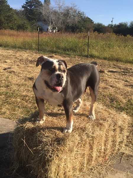 Roxy Baby | Olde English Bulldogge 