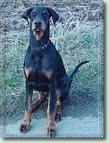 Che v. Brennenden Berg | Black Doberman Pinscher