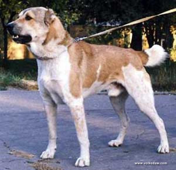 Gaplan 'ow.Aizenberg' | Central Asian Shepherd Dog 