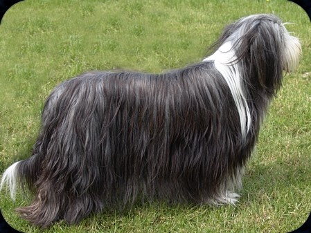 Legende de chester | Bearded Collie 