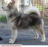 Alcantarabigk hauna | Alaskan Malamute 