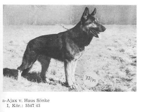 Ajax vom Haus Sönke | German Shepherd Dog 