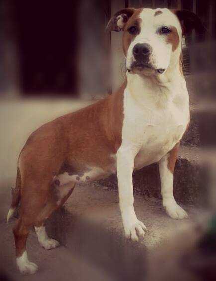 Sebastos Aflorar Of Fire | American Staffordshire Terrier 