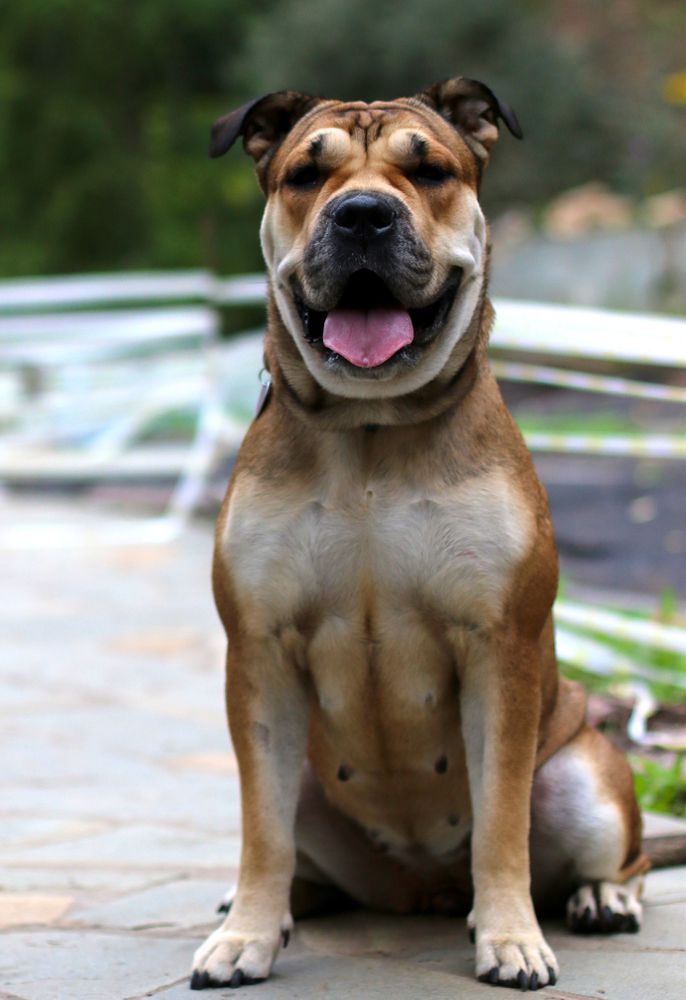 Ideal Dogs GIV Queenly Person | Ca de Bou 