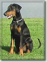 Caya v. Brennenden Berg | Black Doberman Pinscher