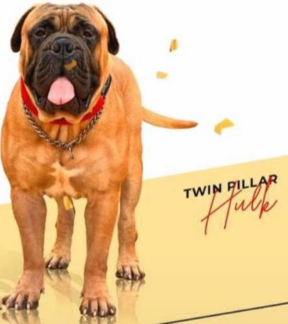 Elzaliget Szepe Giovanni | Bullmastiff 