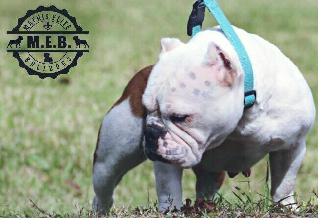 City Slicker’s “Sassy” | Olde English Bulldogge 