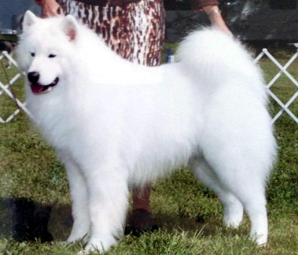 Vanderbilt's Snobiz Tobias | Samoyed 