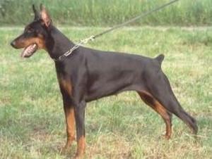 Cesareus Caienna | Black Doberman Pinscher