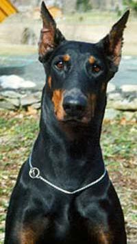 Afra z Olivy | Black Doberman Pinscher