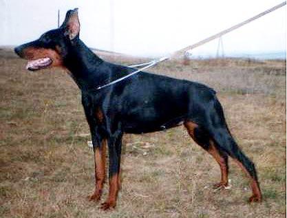 Nicequeen iz Sada Amarel | Black Doberman Pinscher