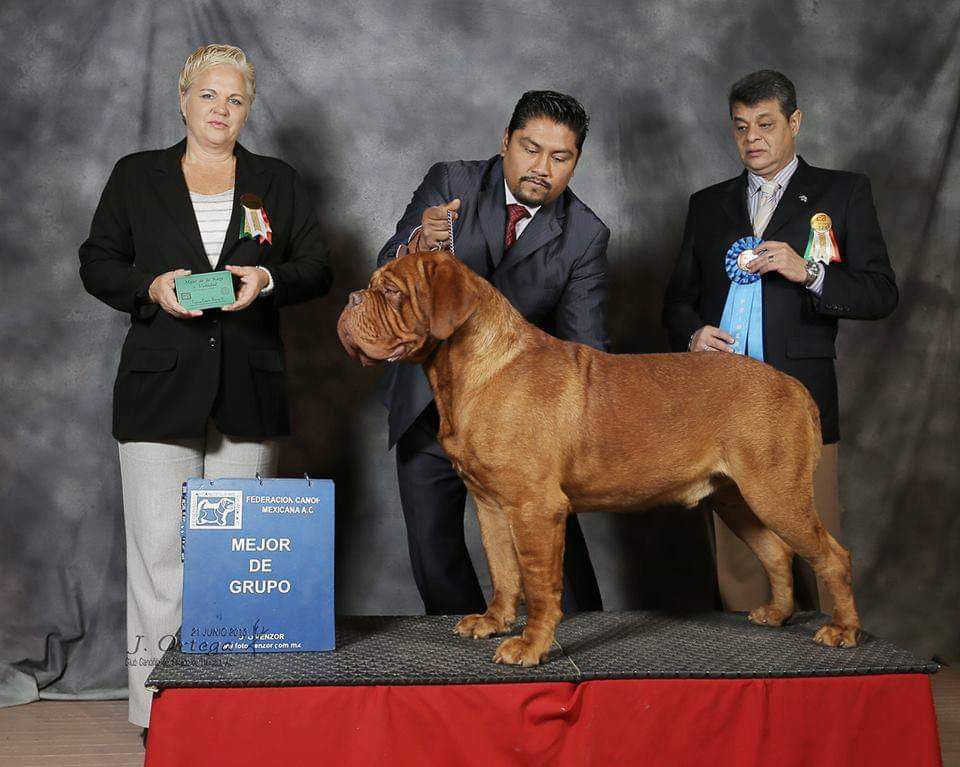 Molosos Burdeos Skenai | Dogue de Bordeaux 