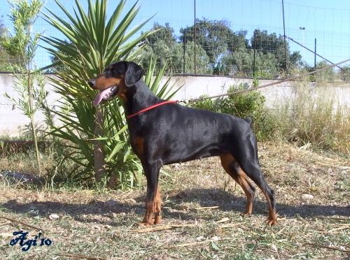 Oraia di Castello Drago | Black Doberman Pinscher