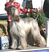 Kasban Winsong Heavenly Truth | Afghan Hound 