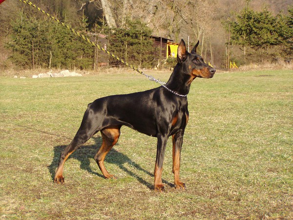 Chimi z Danova | Black Doberman Pinscher