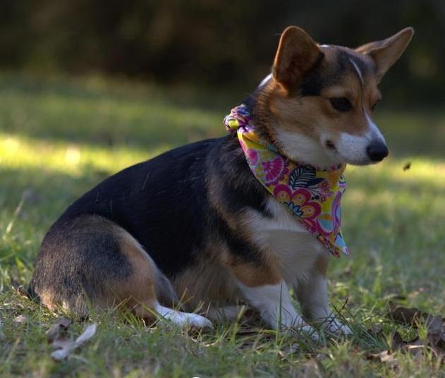 Pwc Wiggle Butts Queen Sakoni | Pembroke Welsh Corgi 