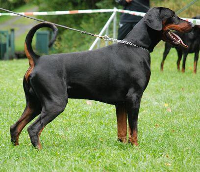 Chivago v. Wilden Süden | Black Doberman Pinscher