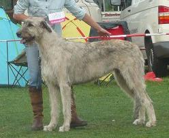 Geasa's Mascuisle (1994) NHSB 2184810 | Irish Wolfhound 