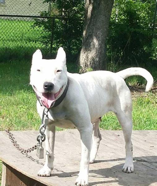 PEBBLES | Bull Terrier 