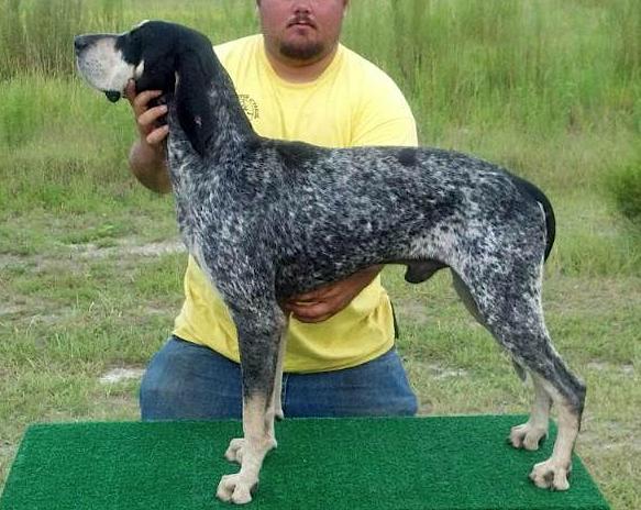 Nolan Creek Prides Maverick HTX3 | Bluetick Coonhound 