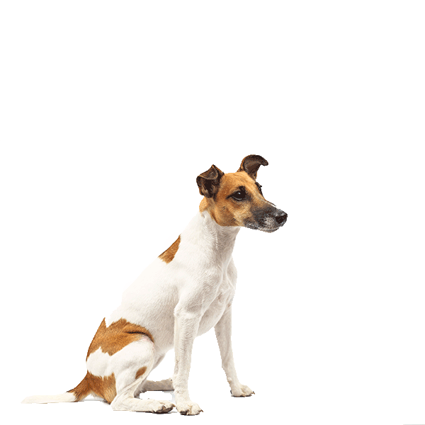 Smooth Fox Terrier