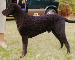 Riverwatch DesertWind | Curly Coated Retriever 