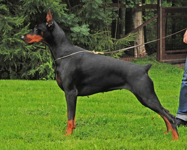 Smart Wood Hills Roma Raviol | Black Doberman Pinscher