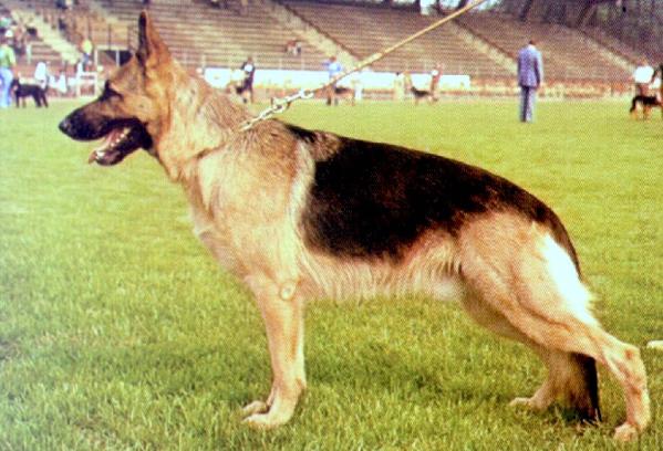 Atlas vom Dannenwaldergrund | German Shepherd Dog 