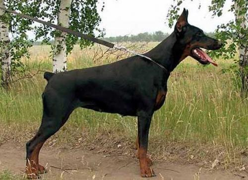 Eria Pro Amazing Cristal | Black Doberman Pinscher