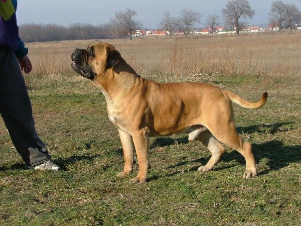 Korona Fargó | Bullmastiff 