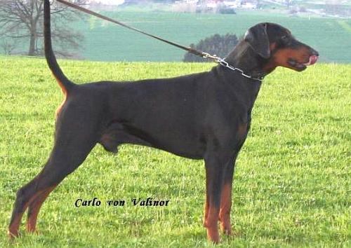 Carlo v. Valinor | Black Doberman Pinscher