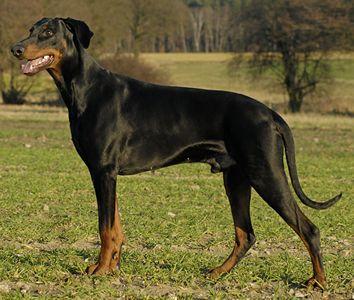 Uncas v. Eschenbruch | Black Doberman Pinscher